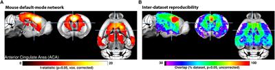 Animal Functional Magnetic Resonance Imaging: Trends and Path Toward Standardization